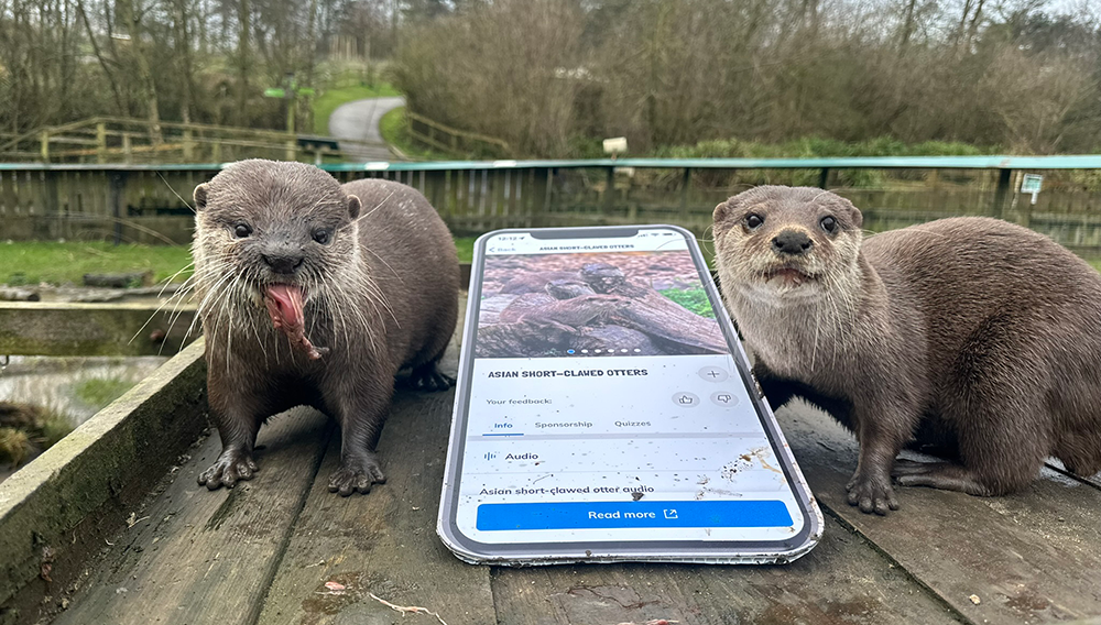 Otters looking at mobile phone