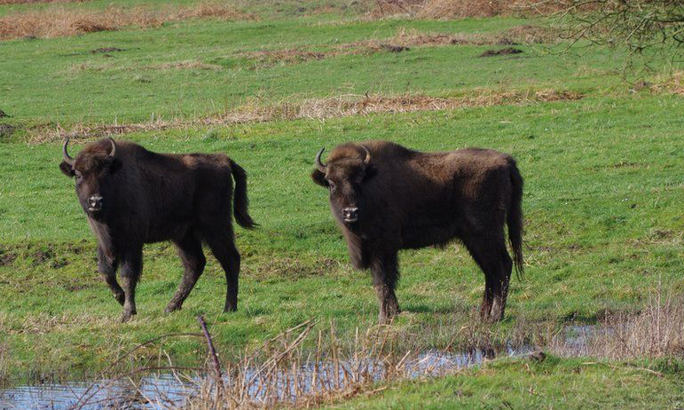 Wild Bison